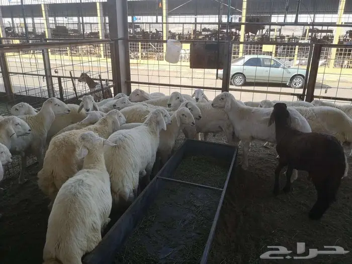 طليان حري عقيقة على 1600 شامل تصوير ذبح توزيع توصيل 1