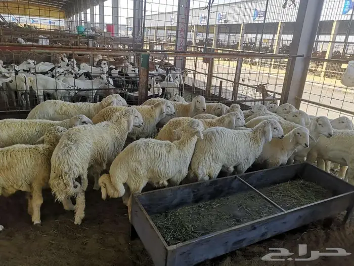 طليان حري عقيقة على 1600 شامل تصوير ذبح توزيع توصيل 0