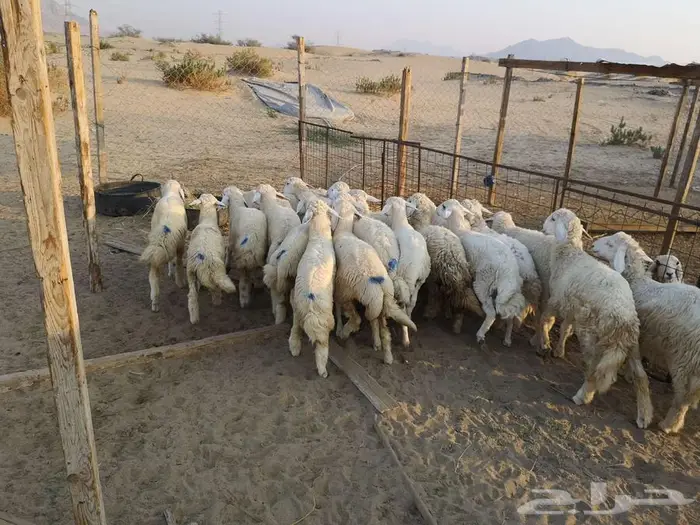 اضاحي حري مع الذبح والتوصيل يوم عيد الاضحى المبارك 7