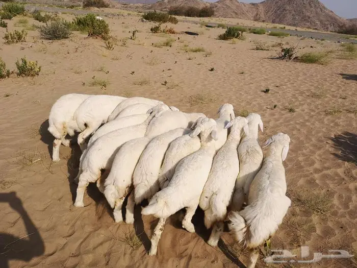 اضاحي حري مع الذبح والتوصيل يوم عيد الاضحى المبارك 11