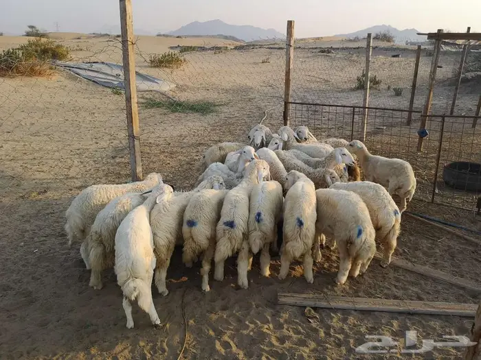 اضاحي حري مع الذبح والتوصيل يوم عيد الاضحى المبارك 6