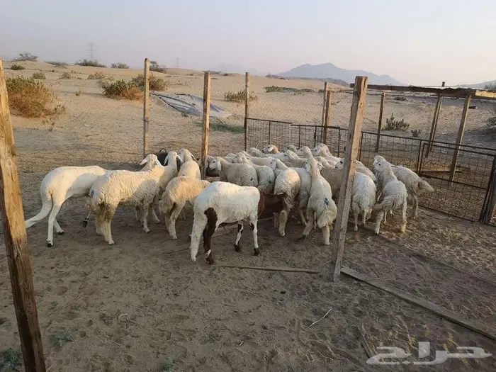 اضاحي حري مع الذبح والتوصيل يوم عيد الاضحى المبارك 5