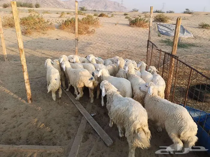 اضاحي حري مع الذبح والتوصيل يوم عيد الاضحى المبارك 4