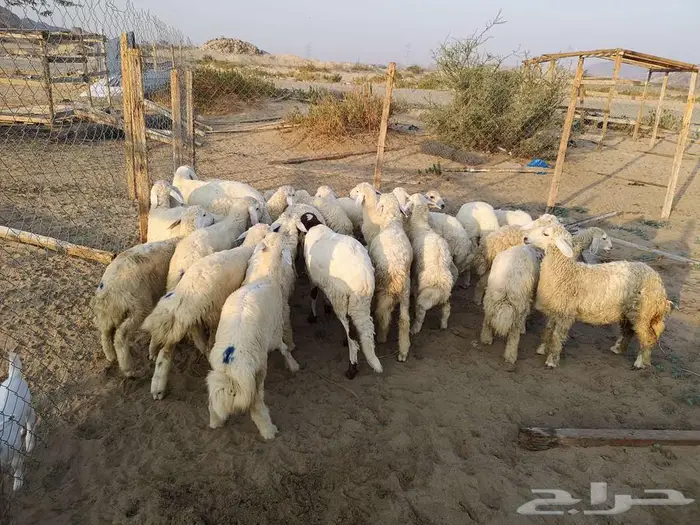 اضاحي حري مع الذبح والتوصيل يوم عيد الاضحى المبارك 3