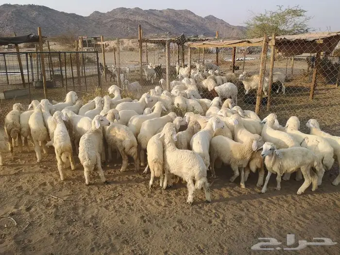 اضاحي حري مع الذبح والتوصيل يوم عيد الاضحى المبارك 2