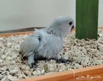 فروخ روز غر كنيور بادجي سيريلاك أقفاص طيور 2