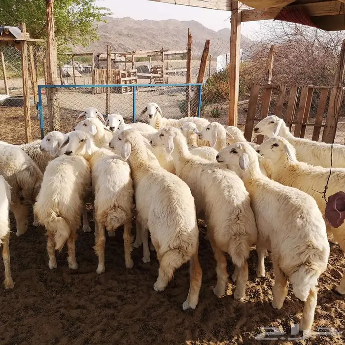 اضاحي حري مع الذبح والتوصيل يوم عيد الاضحى المبارك 8