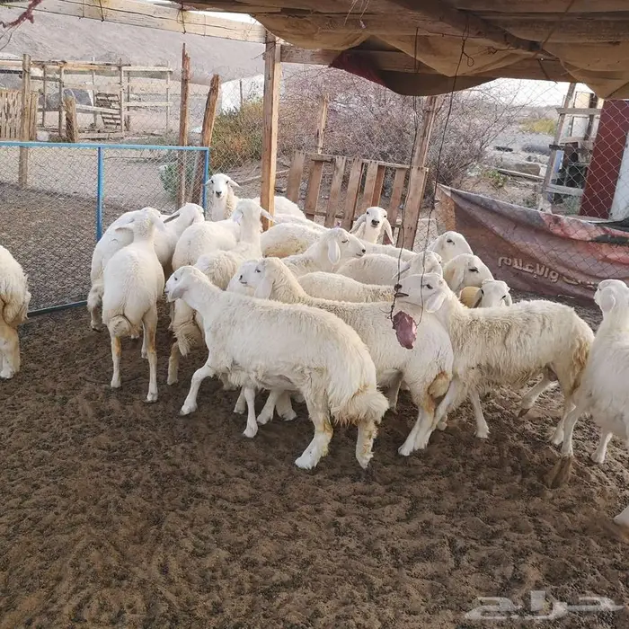 اضاحي حري مع الذبح والتوصيل يوم عيد الاضحى المبارك 0