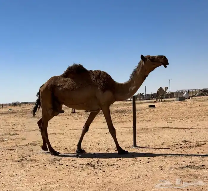 عشرا صفرا 5