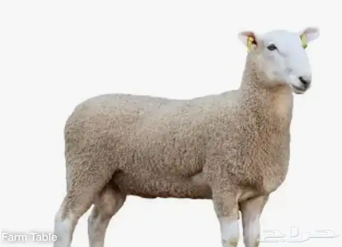 نقل اضاحي بكب هايلكس رياض الخبراء الخبراء البكيريه 2