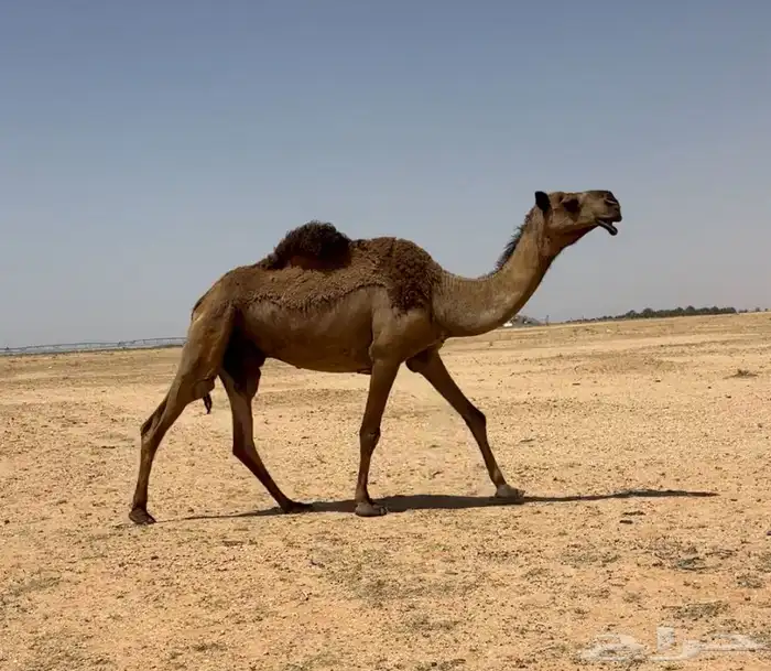 عشرا صفرا 3