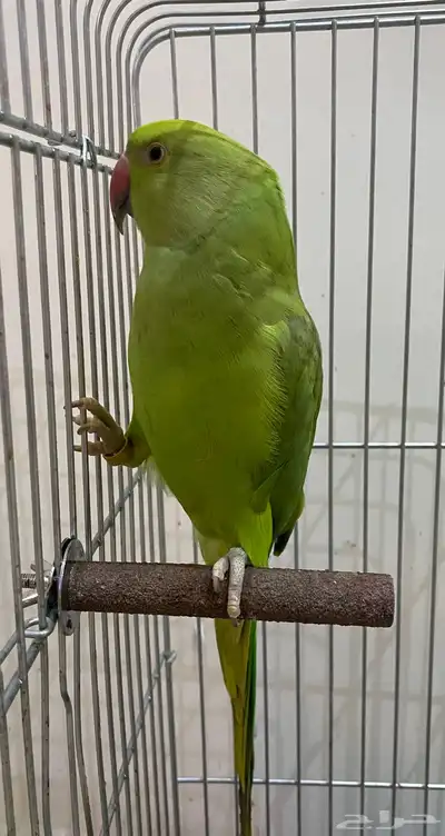 للبيع دره هندي 0