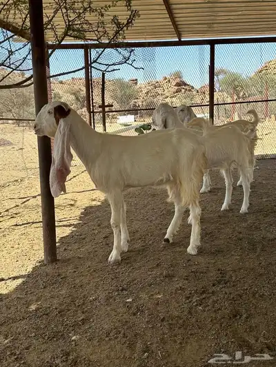 جفرات وفحل حجازيات لاهل الزين 1