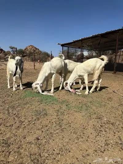 جفرات وفحل حجازيات لاهل الزين 9
