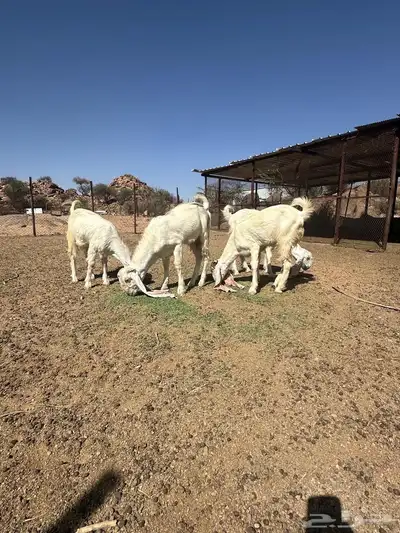 جفرات وفحل حجازيات لاهل الزين 11