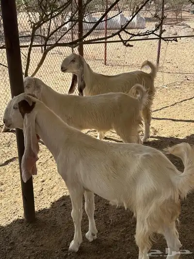 جفرات وفحل حجازيات لاهل الزين 2