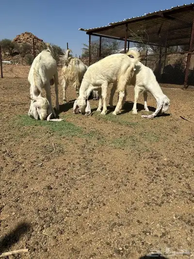 جفرات وفحل حجازيات لاهل الزين 10