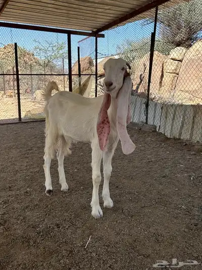 جفرات وفحل حجازيات لاهل الزين 6