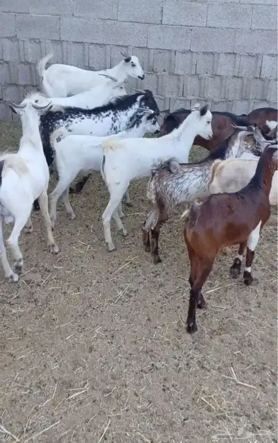 تيوس يمنيه 1