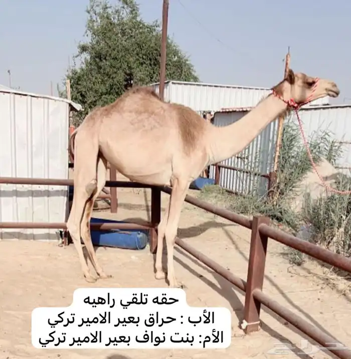 للبيع حقه تلقي راهيه ضغط عالي شكل وسلاله 0