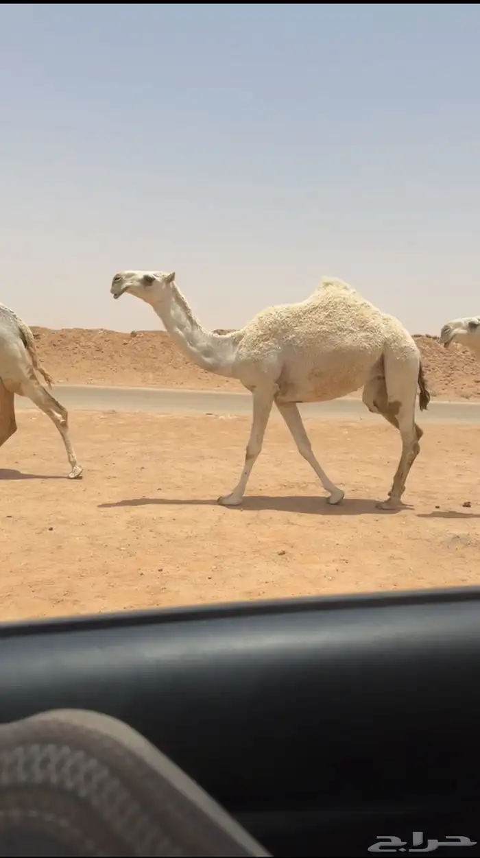تم البيع الله يبارك لمن شرا 0