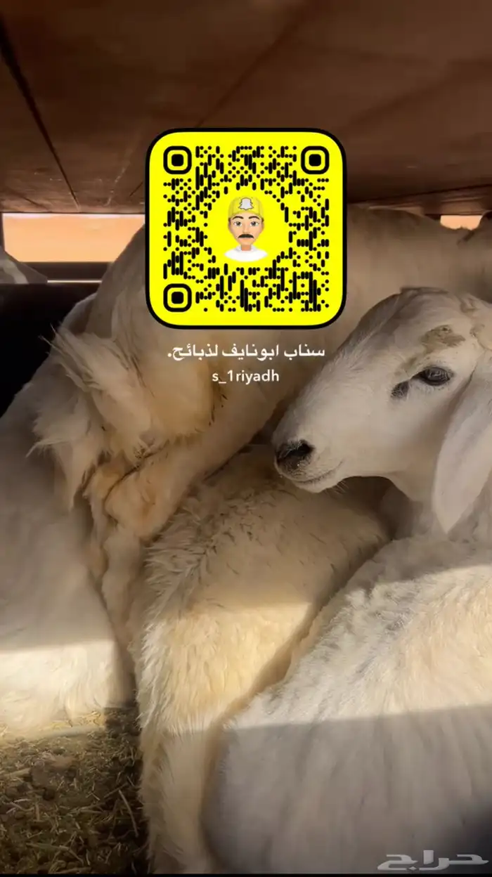 ذبايح حريات فاخره هرفي هرافي 6