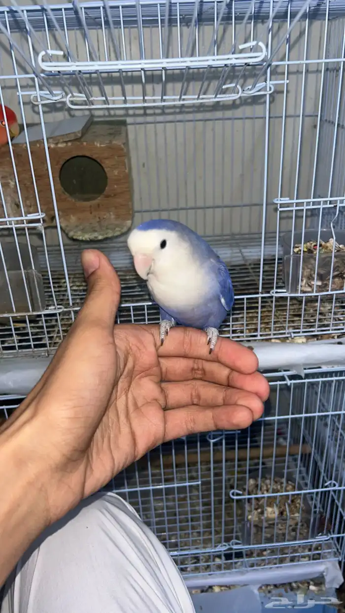 جوز روز اليف 1