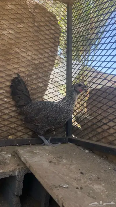 دجاج للبيع 5