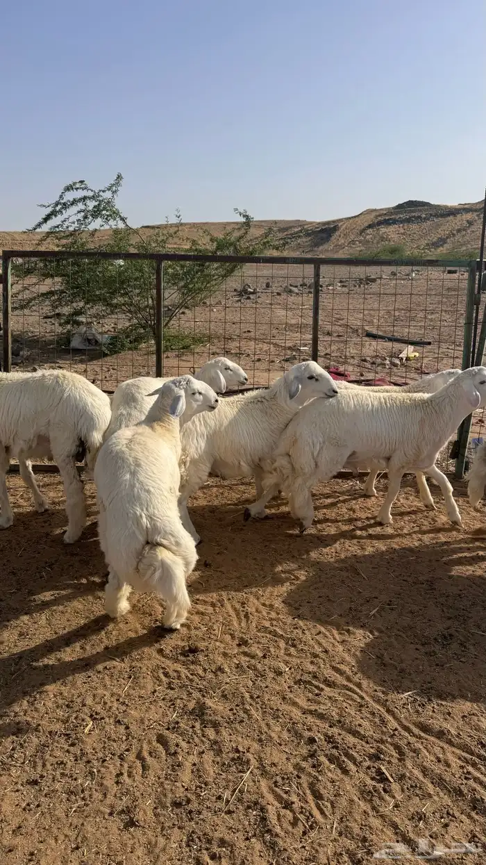 طليان اضاحي 2