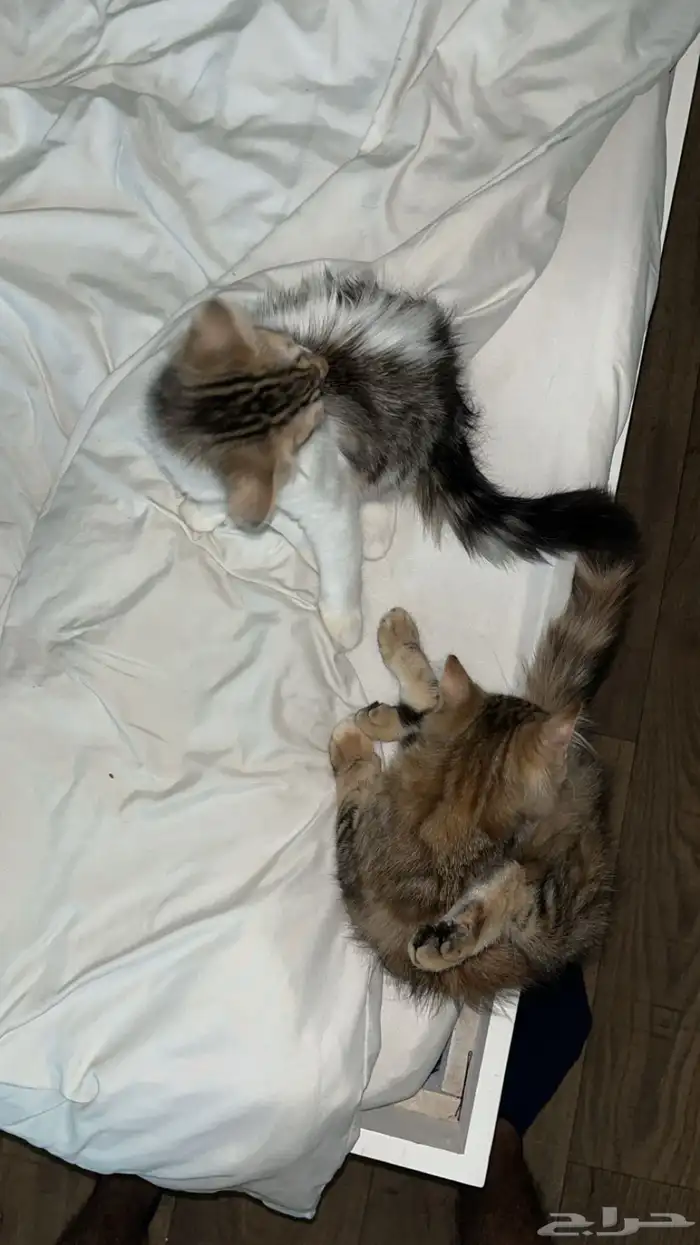 قطط 0