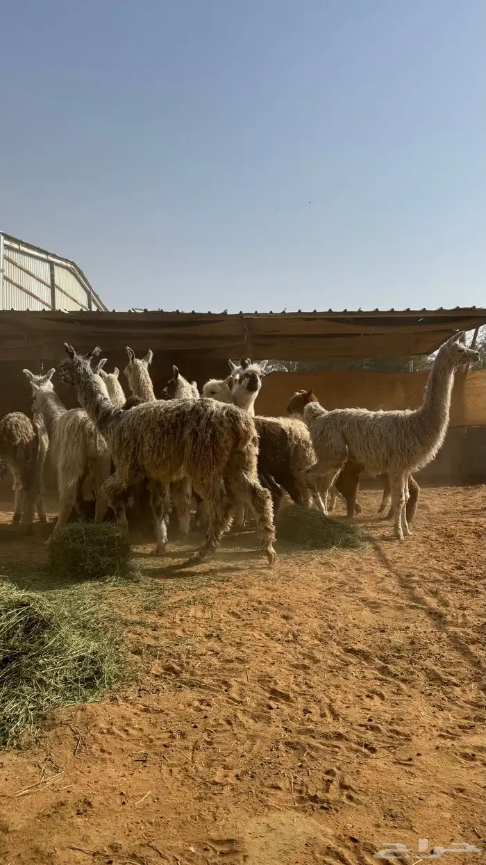 حيوان الاما مستورد 11