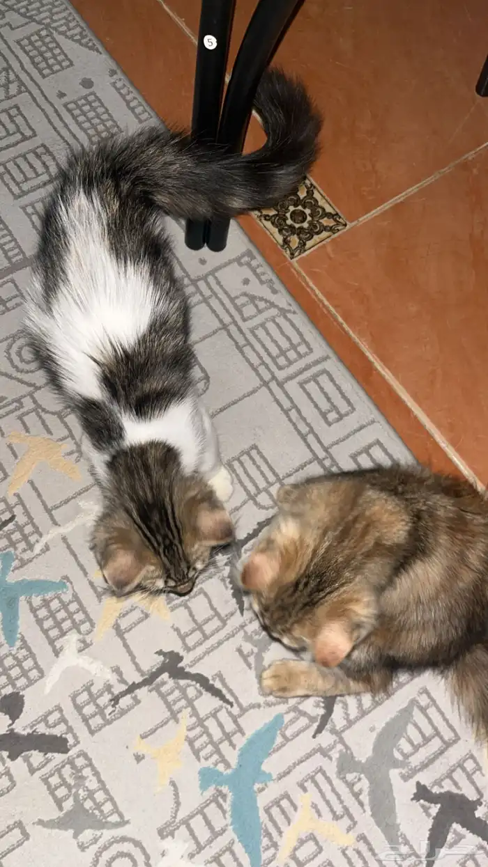 قطط 2