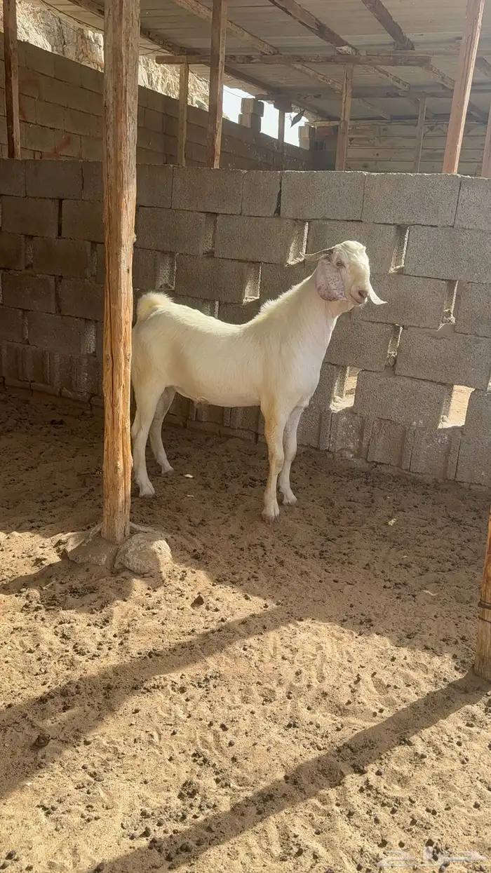 تيس بيشي ابيض ابرص 2