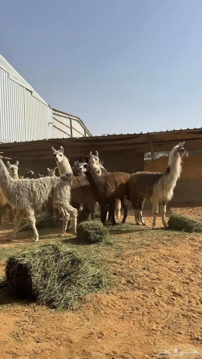 حيوان الاما مستورد 5