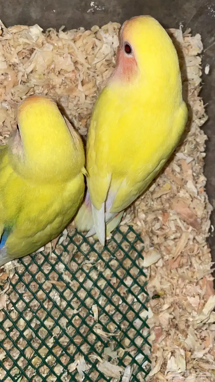 ذكر روز منتج  جوز روز منتج مكينه عندي 8