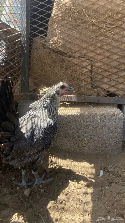دجاج للبيع 9