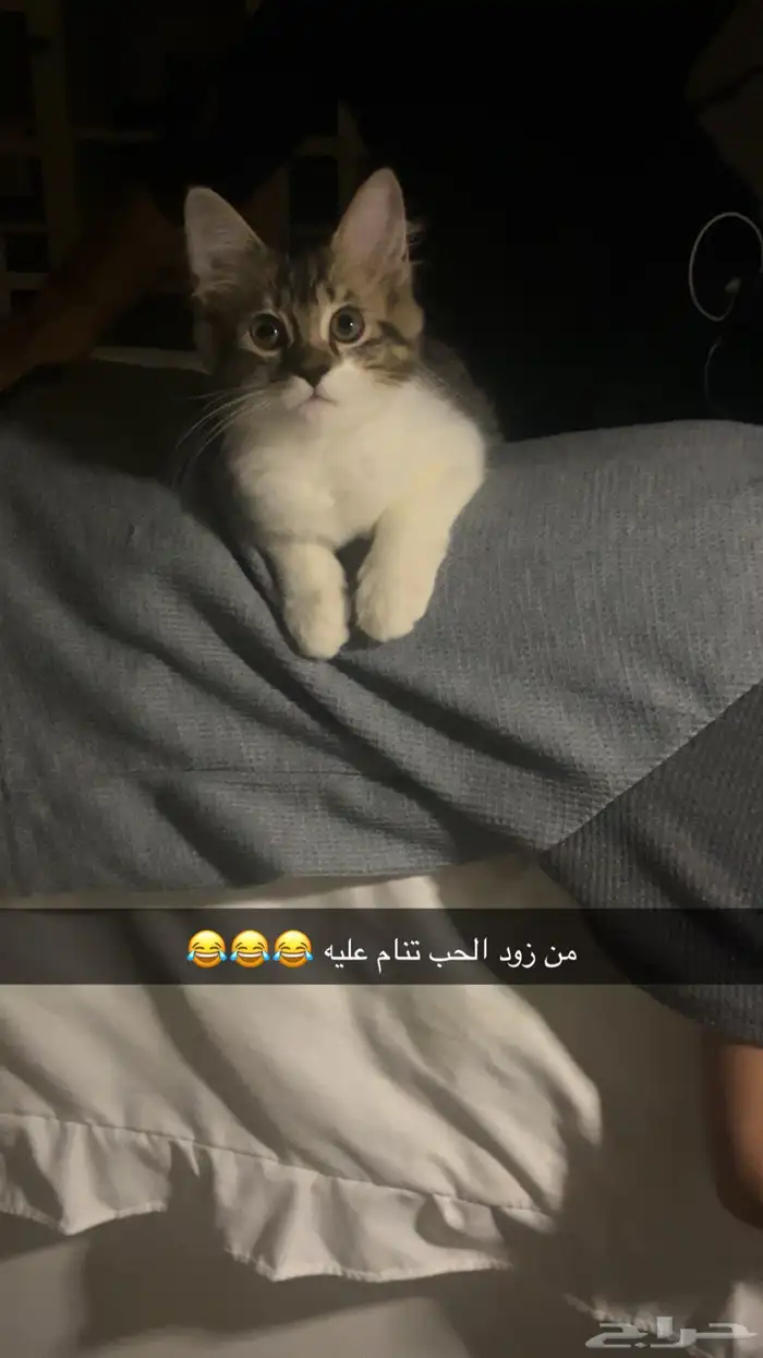 قطط 5