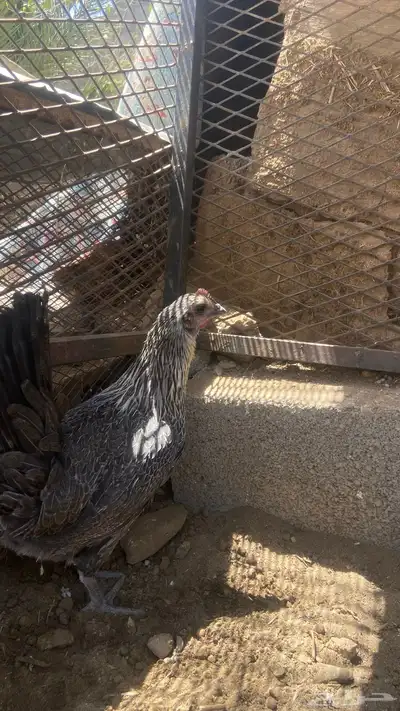 دجاج للبيع 4