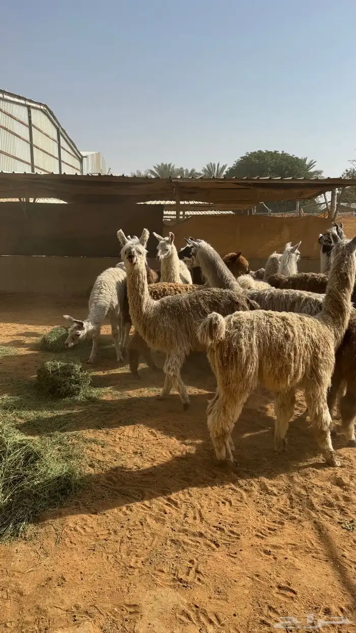 حيوان الاما مستورد 12