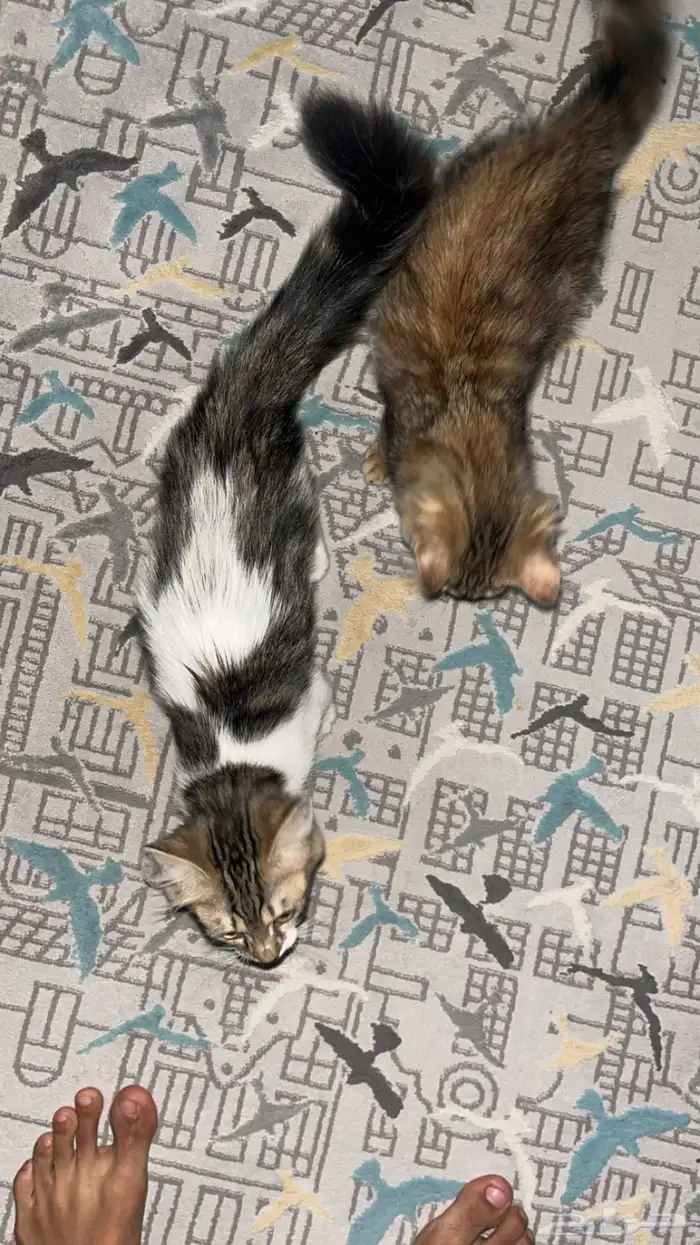 قطط 3