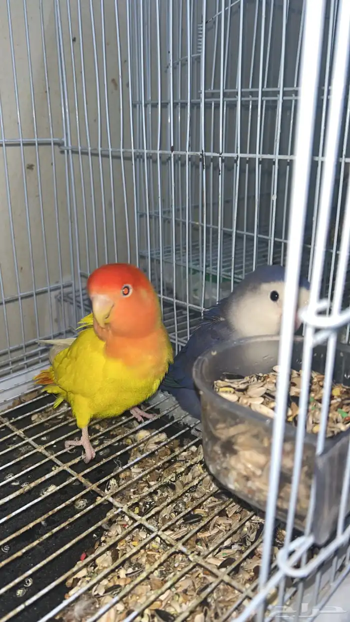 جوز روز اليف 2