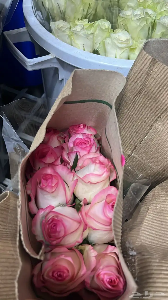 ورد طبيعي جمله وتوزيعات 2