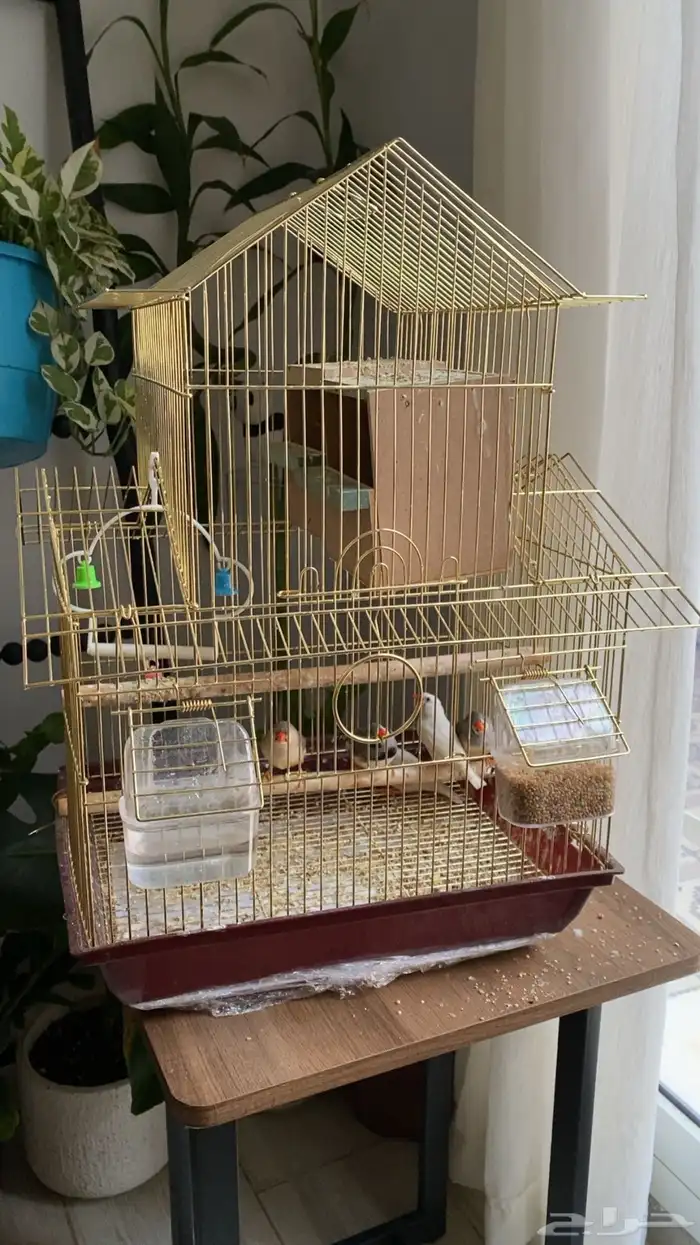 عصافير زيبرا خمس حبات 3