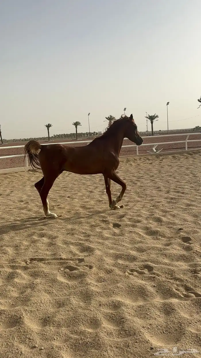 حصان شعبي هادي وطرب 3