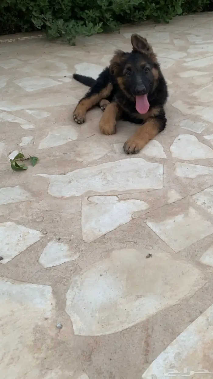 كلب جيرمن شيبرد تم البيع خارج الموقع 0