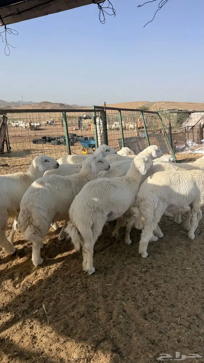 طليان اضاحي 6
