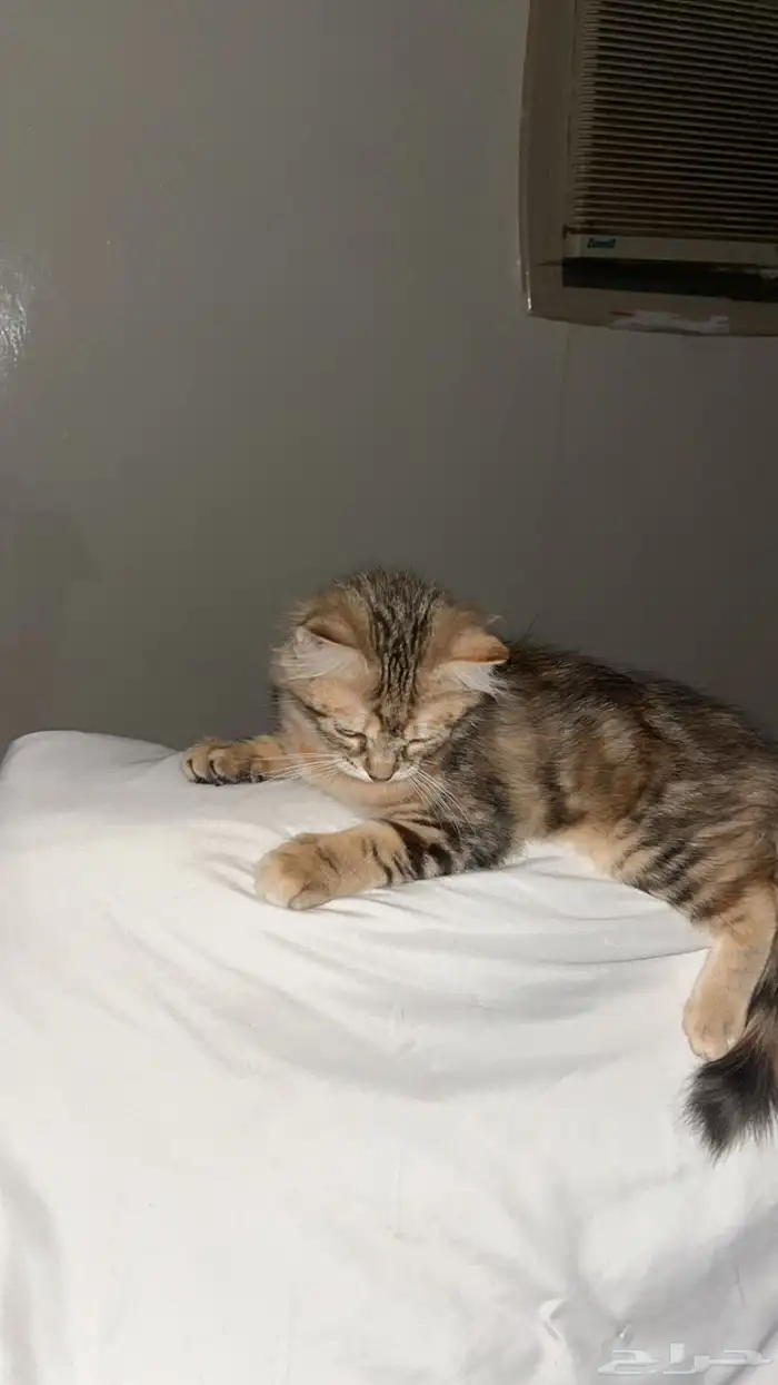 قطط 1