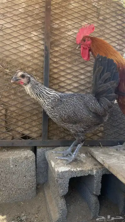 دجاج للبيع 6