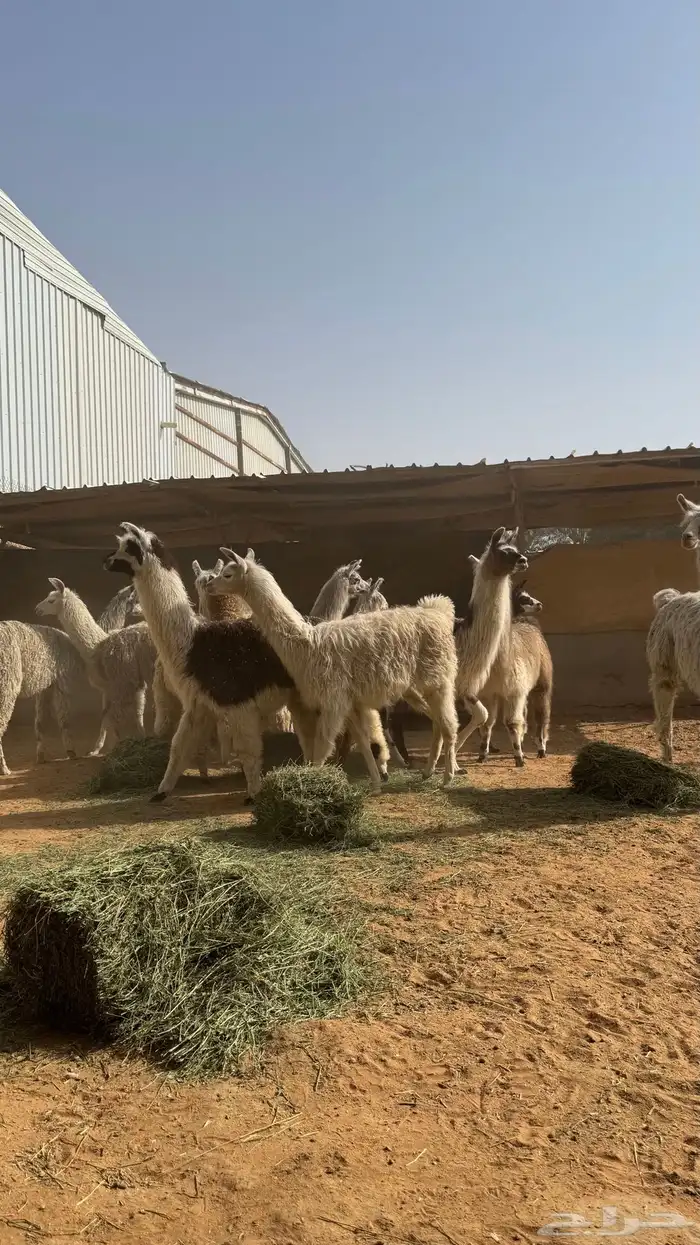 حيوان الاما مستورد 6