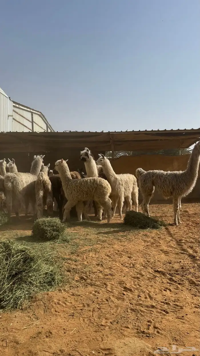 حيوان الاما مستورد 9